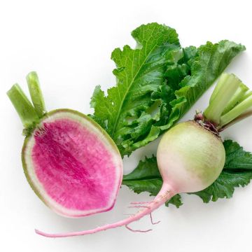 Radish Red Meat - Watermelon Radish