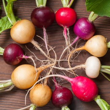 Colourful Round Radish Mix