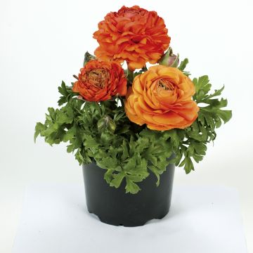 Ranunculus hybrida Vortex F1 Orange - Persian Buttercup