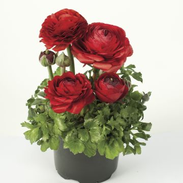 Ranunculus hybrida Vortex F1 Red - Persian Buttercup