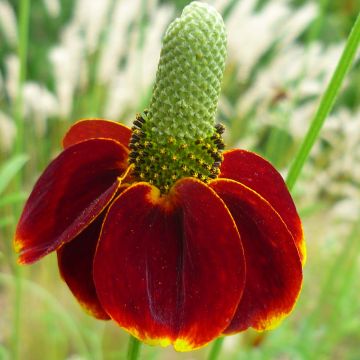 Ratibida columnifera Red Midget - Mexican Hat