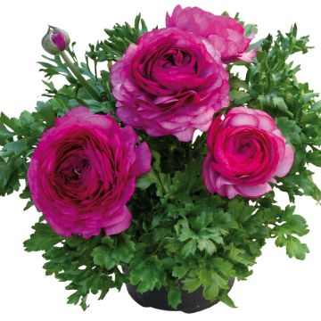 Ranunculus hybrida Vortex F1 Purple - Persian Buttercup