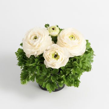 Ranunculus hybrida Vortex F1 White - Persian Buttercup