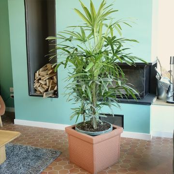 Rhapis excelsa - Broadleaf Lady Palm
