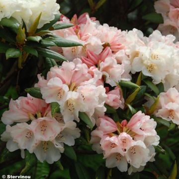 Rhododendron yakushimanum Grumpy