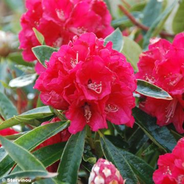Rhododendron arboreum subsp. arboreum