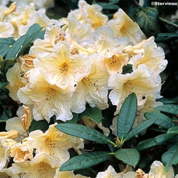 Rhododendron Champagne