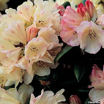Rhododendron (x) yakushimanum Dusty Miller