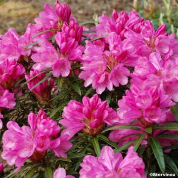 Rhododendron Graziella