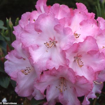 Rhododendron Lems Monarch