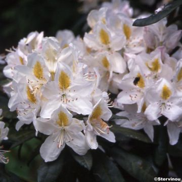 Rhododendron Madame Masson