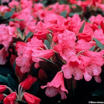 Rhododendron griersonianum Winsome