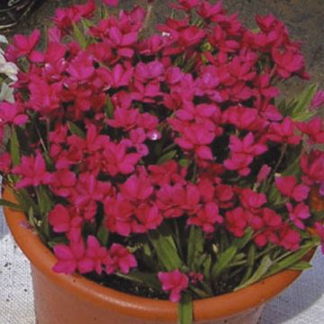 Rhodohypoxis baurii Red King