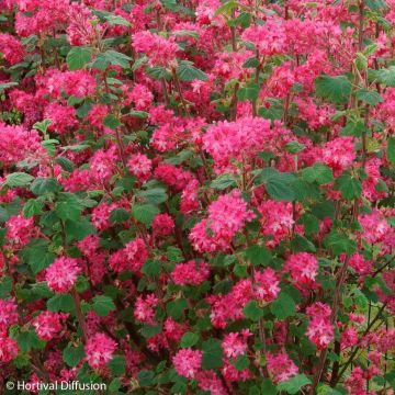 Ribes sanguineum Red Bross - Flowering Currant