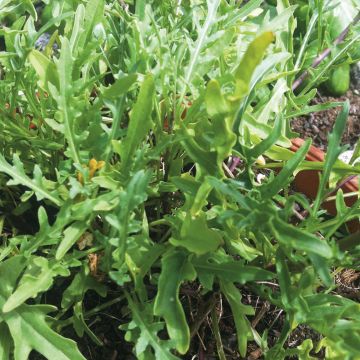 Wild Rocket - Arugula - Ferme de Sainte Marthe Seeds