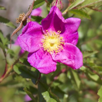 Rosa nitida 