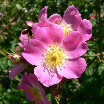 Rosa rubiginosa 