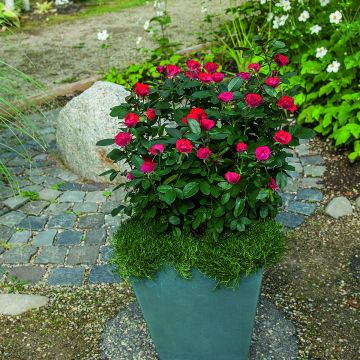 Rosa x polyantha Zepeti - Dwarf Rose