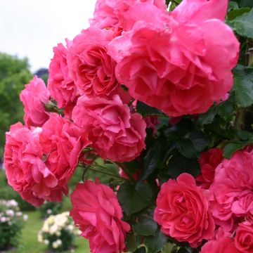 Rosa x floribunda 'Rosarium Uetersen' - Floribunda Rose