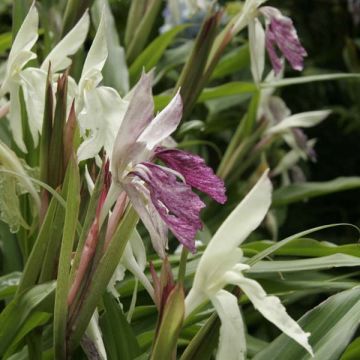 Roscoea beesiana 