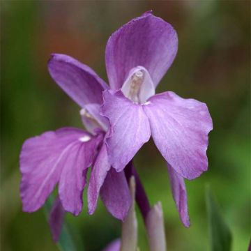 Roscoea humeana