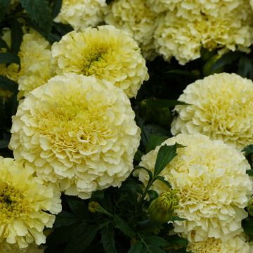 Tagetes erecta nana F1 Vanilla - African Marigold