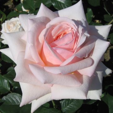 Rosa 'Barbados' - Hybrid Tea Rose