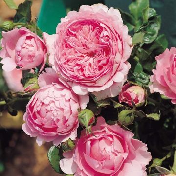 Rosa Generosa Chantal Mérieux