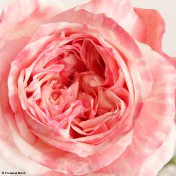 Rosa x floribunda Mascaret