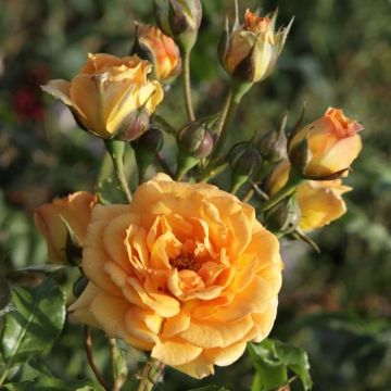 Rosa x floribunda Bentheimer Gold - Floribunda Rose