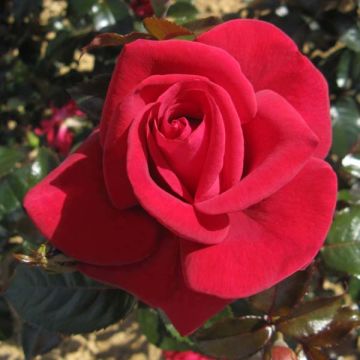 Rosa  'Grande Classe' - Hybrid Tea Rose 