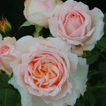 Rosa Renaissance Clair