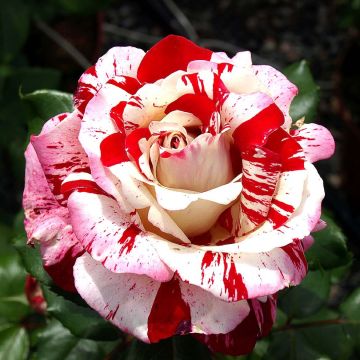 Rosa Coeur de Rockeur - Shrub Rose