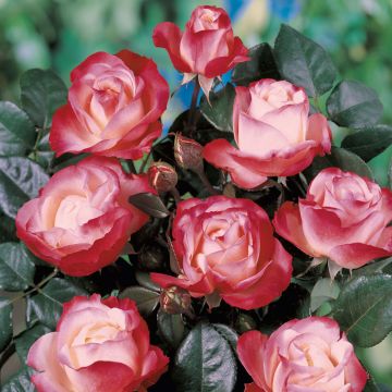 Rosa 'La Garçonne' - Hybrid Tea Rose