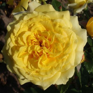 Rosa 'La Rotonde' - Hybrid Tea Rose