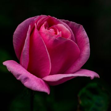Rosa 'Lolita Lempicka' - Shrub Rose