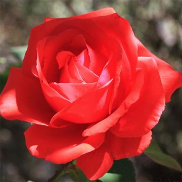 Rosa Fragrant Cloud 