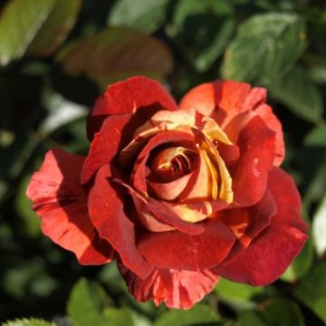 Rosa Poseidon Oralodsem - Standard Rose