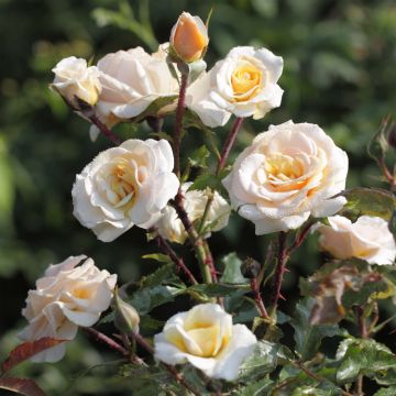 Rosa floribunda Sweet Honey 