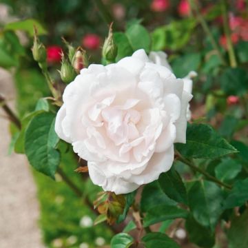 Rosa x Noisette 'Madame Alfred Carrière'