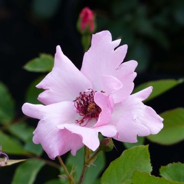 Rosa  Dainty Bess