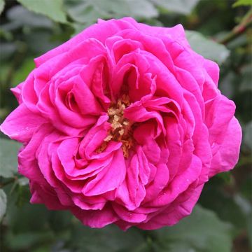 Rosa Mme Issac Pereire - Bourbon Rose