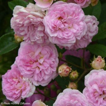 Rosa (x) multiflora Pink Ghislaine de Féligonde® 'Ducpgf'