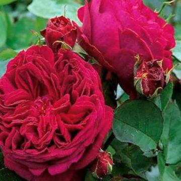 Rosa Falstaff 