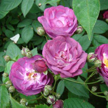 Rosa Sibelius - Hybrid Musk Rose