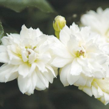 Rosa banksiae var. banksiae 'Alba Plena' - Hybrid Banksia - Rambling Rose