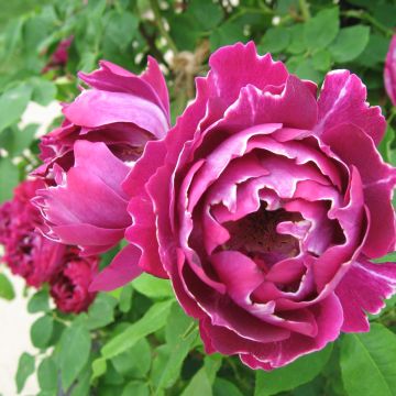 Rosa hybride ancien Baron Girod de l'Ain