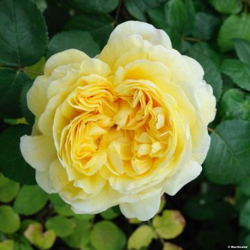 Rosa Charles Darwin- English Rose