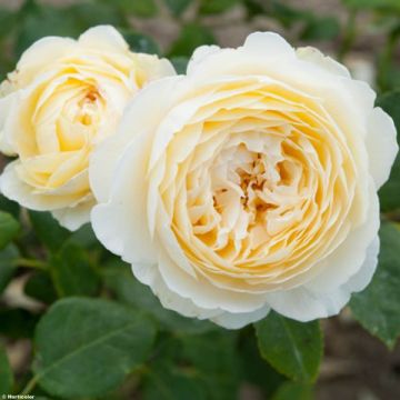 Rosa Claire Austin - English Climbing Rose