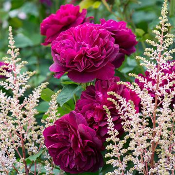 Rosa  Darcey Bussell  - English Shrub Rose